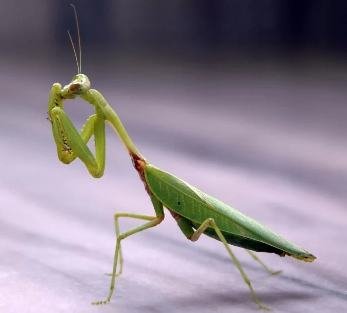 praying_mantis_2
